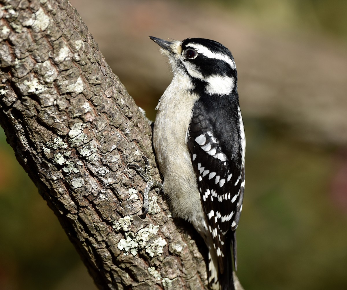 Downy Woodpecker - ML645977422