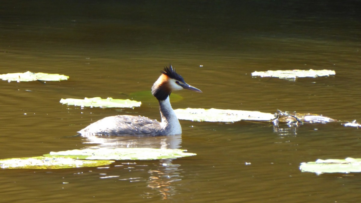 Great Crested Grebe - ML645977423