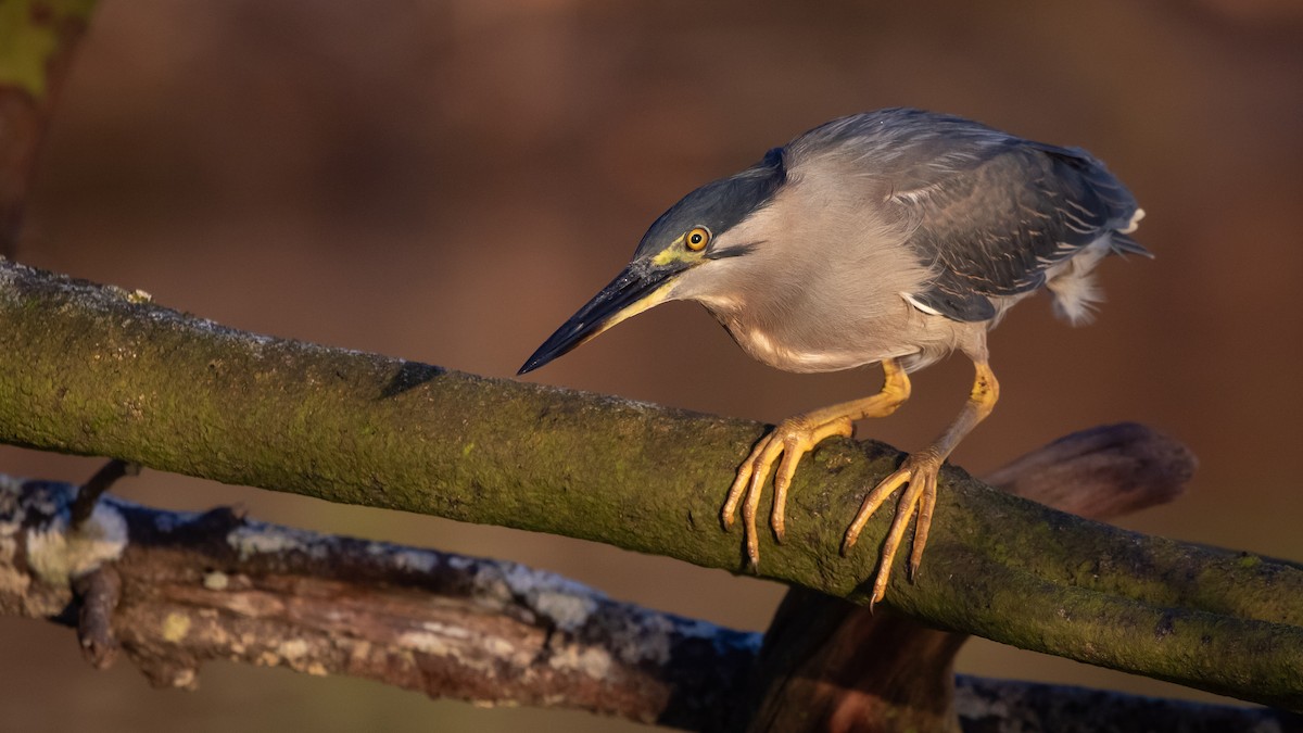 Little Heron - ML645977425