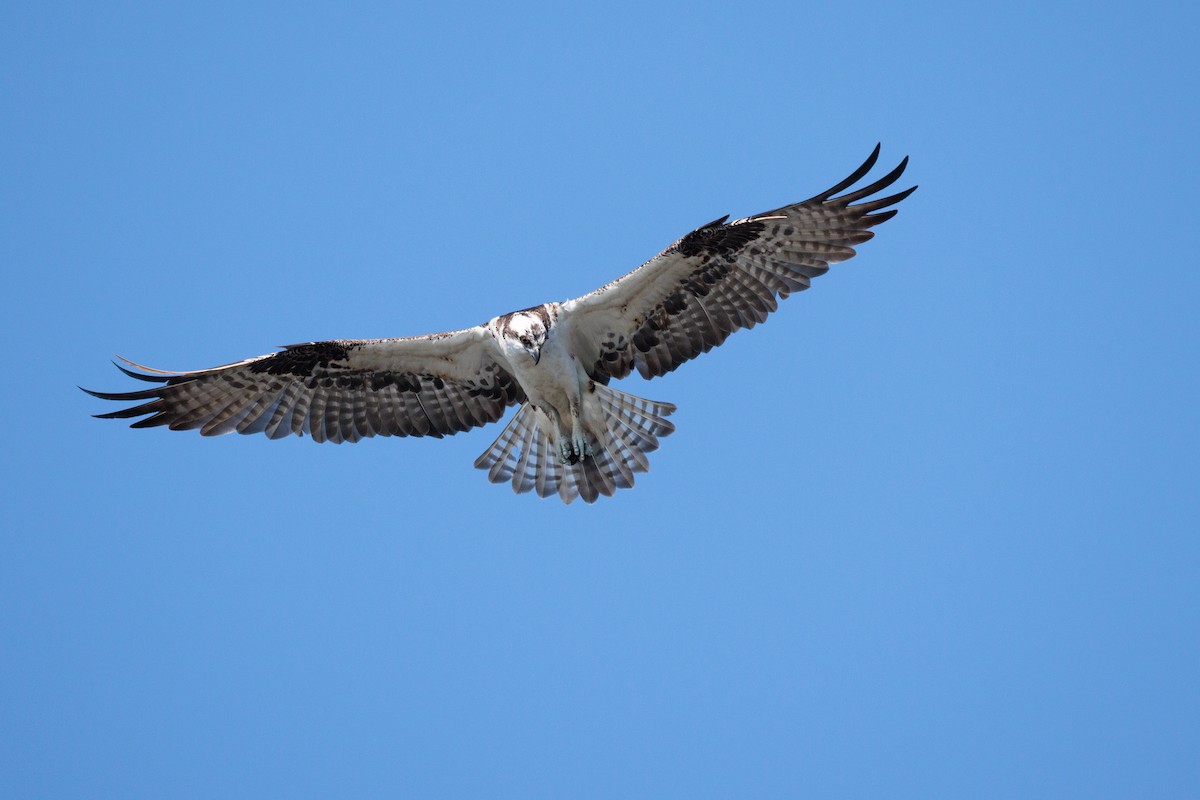 Osprey - ML645977430