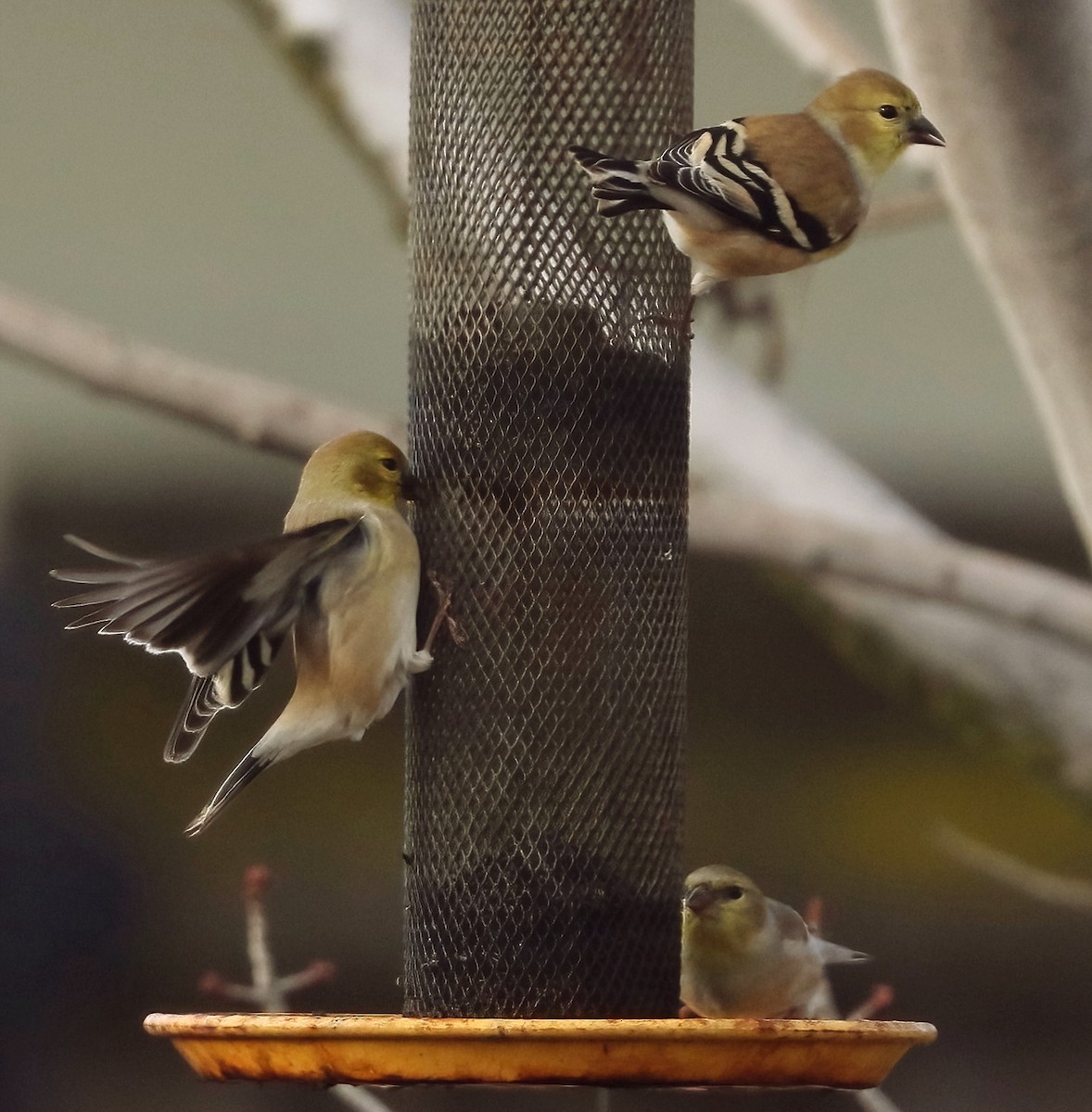 American Goldfinch - ML645977431
