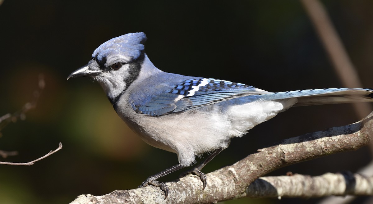 Blue Jay - ML645977440