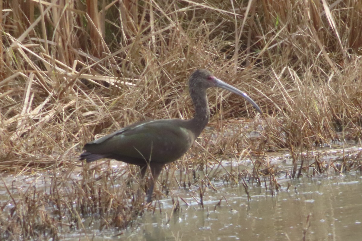 White-faced Ibis - ML645977441