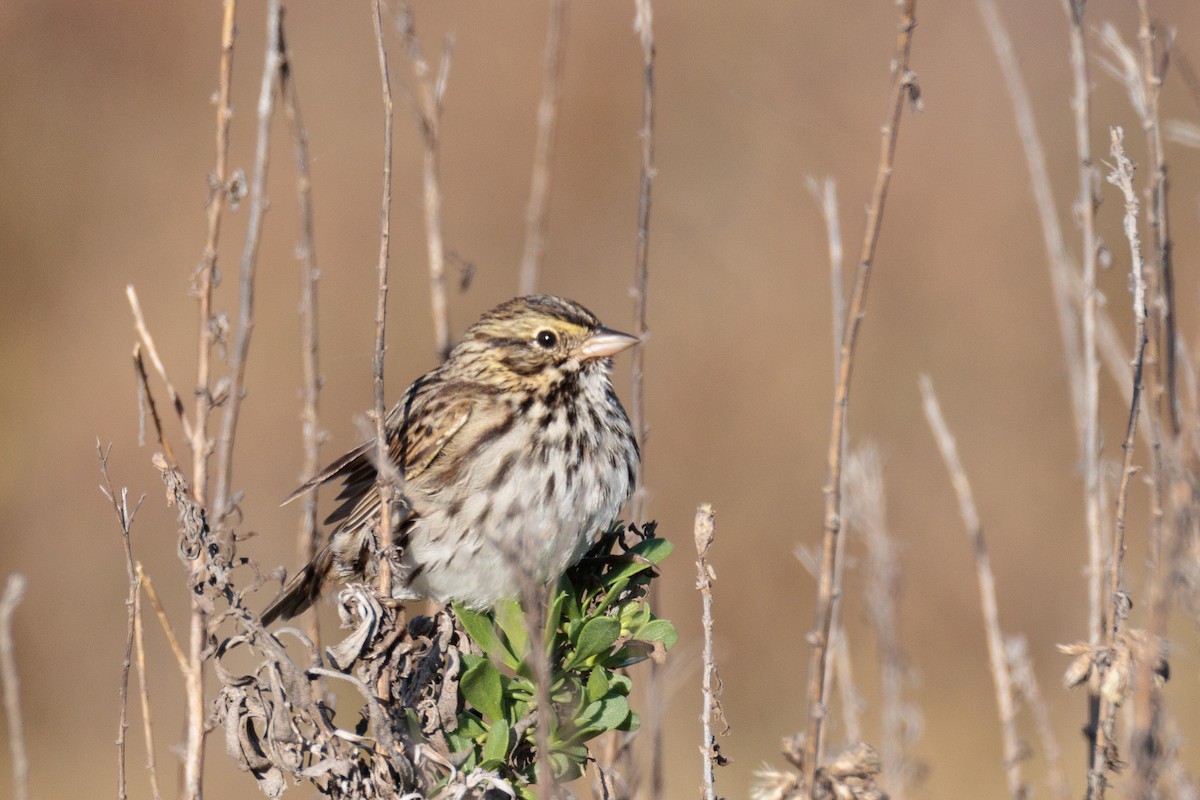 Savannah Sparrow - ML645977443