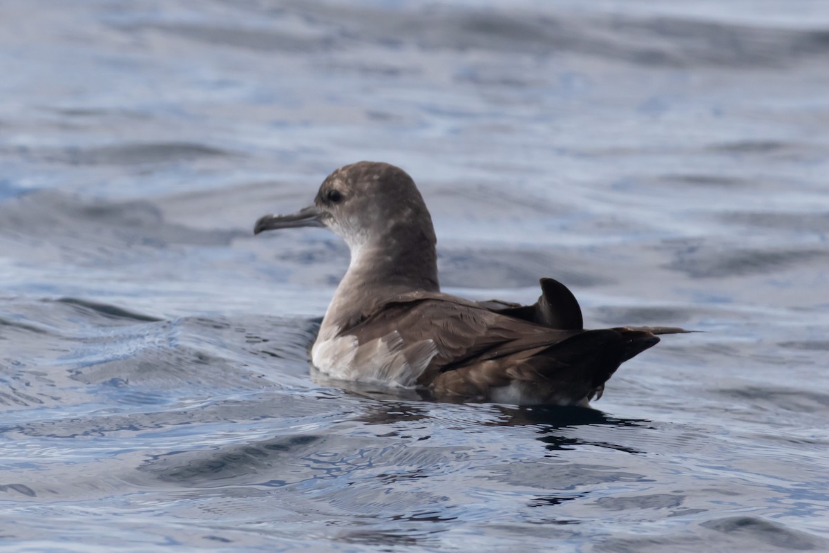 Black-vented Shearwater - ML645977444