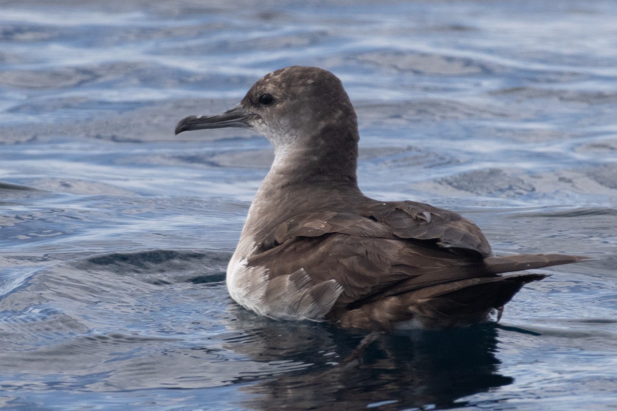 Black-vented Shearwater - ML645977445