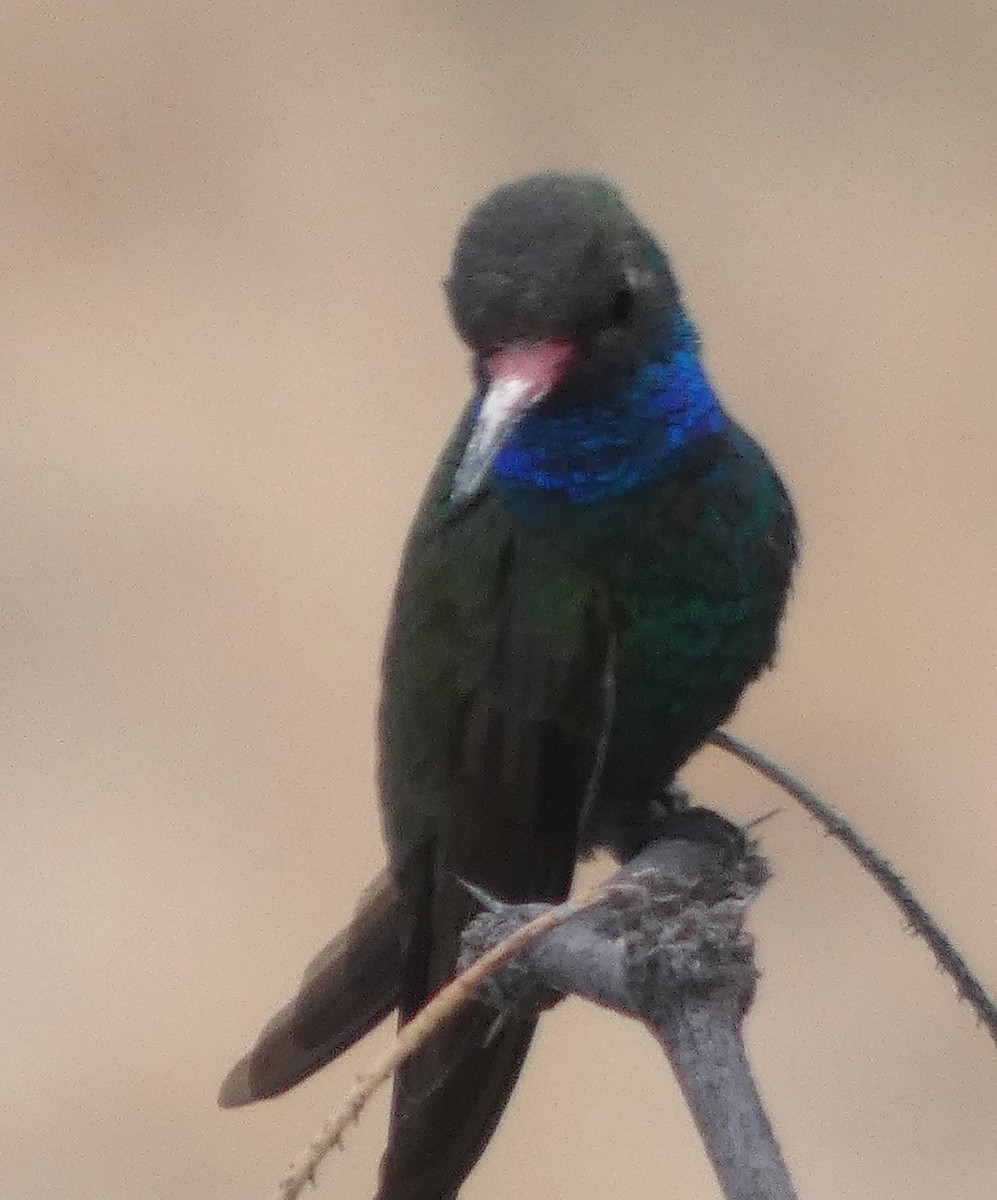 Broad-billed Hummingbird - ML645977446