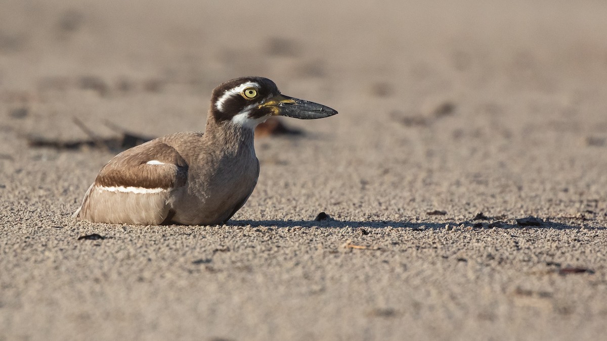 Beach Thick-knee - ML645977447
