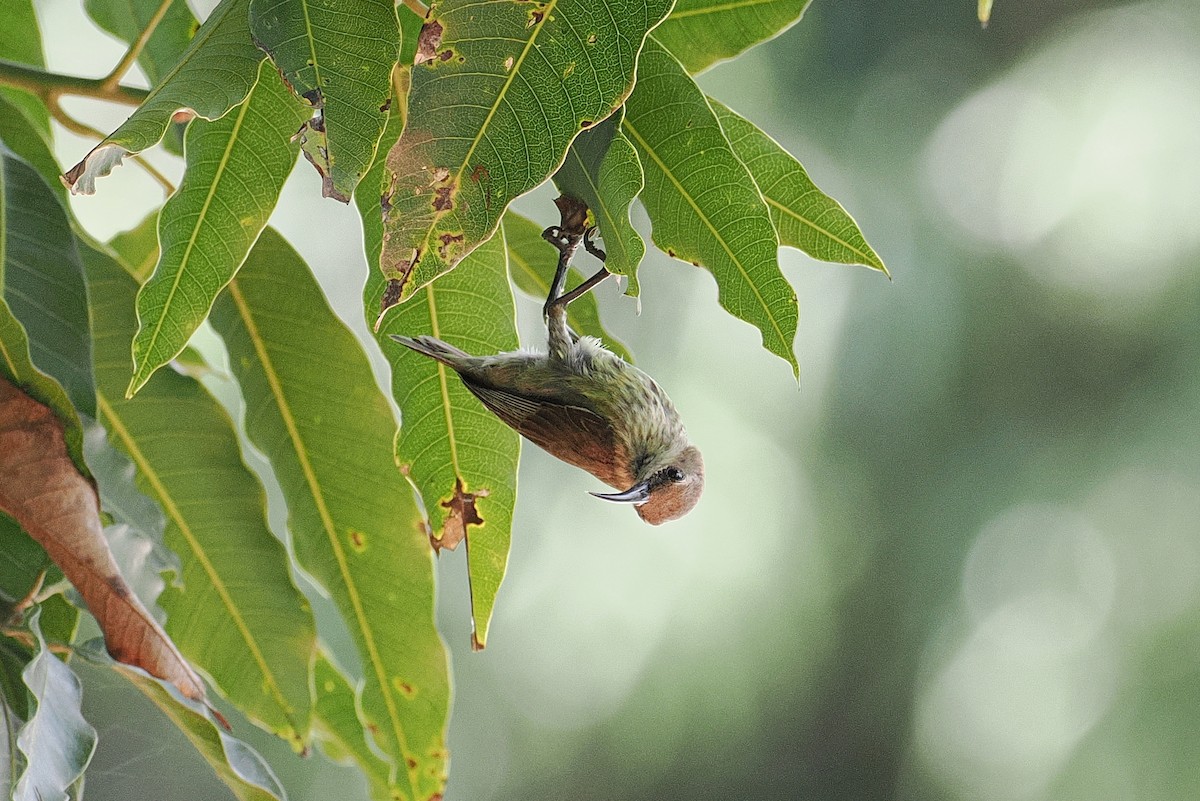 Splendid Sunbird - ML645977448