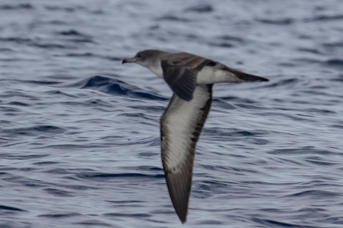 Pink-footed Shearwater - ML645977449