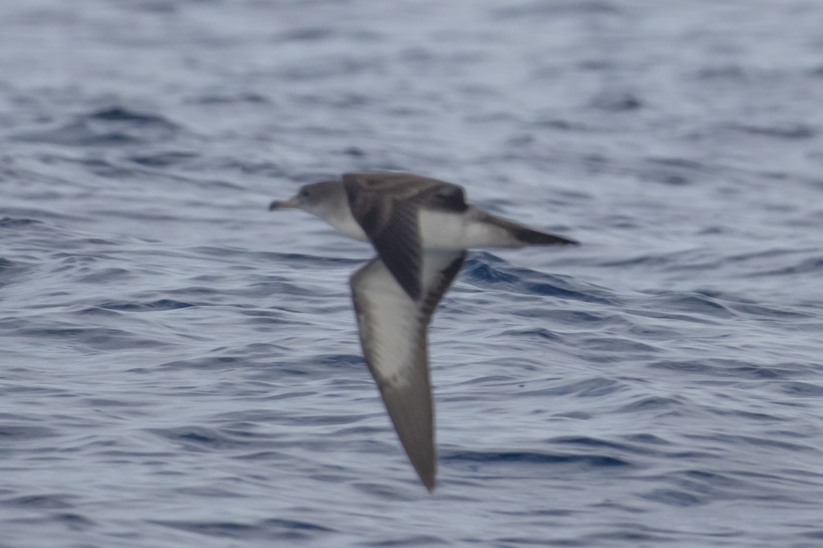 Pink-footed Shearwater - ML645977450