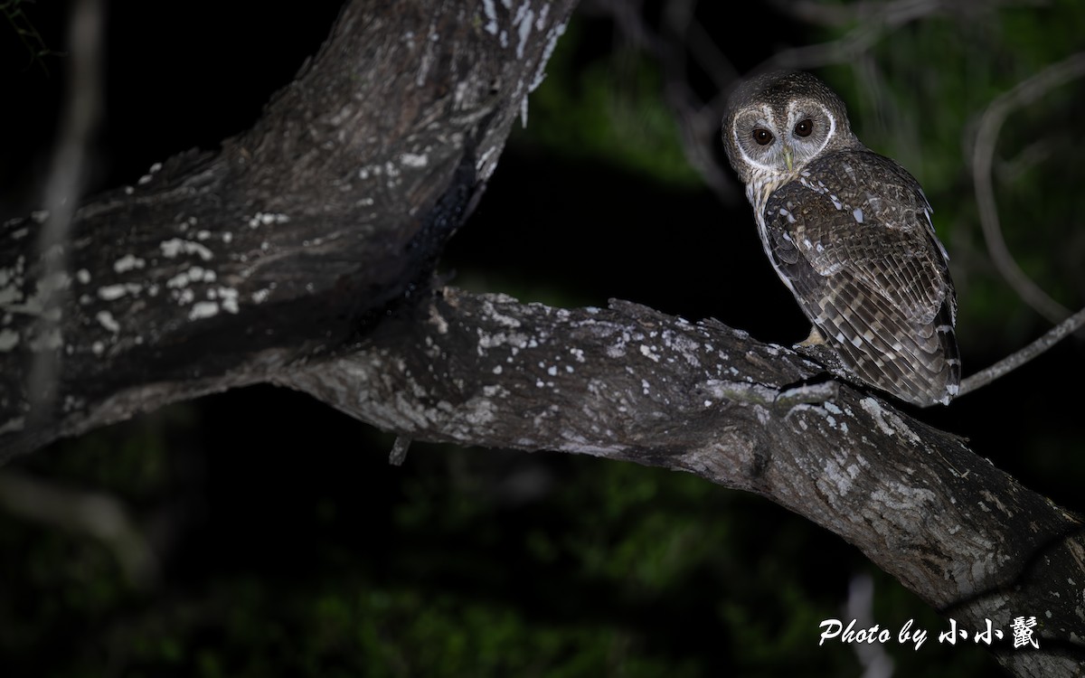 Mottled Owl - ML645977451