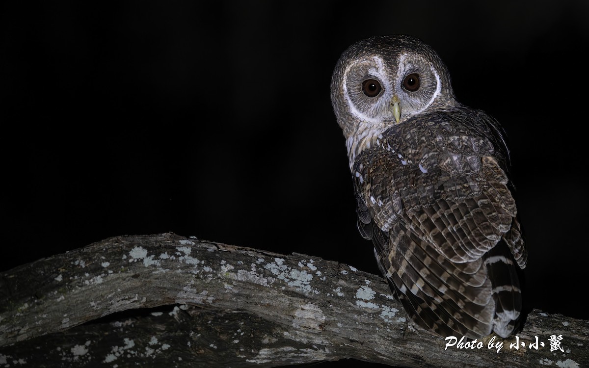 Mottled Owl - ML645977452