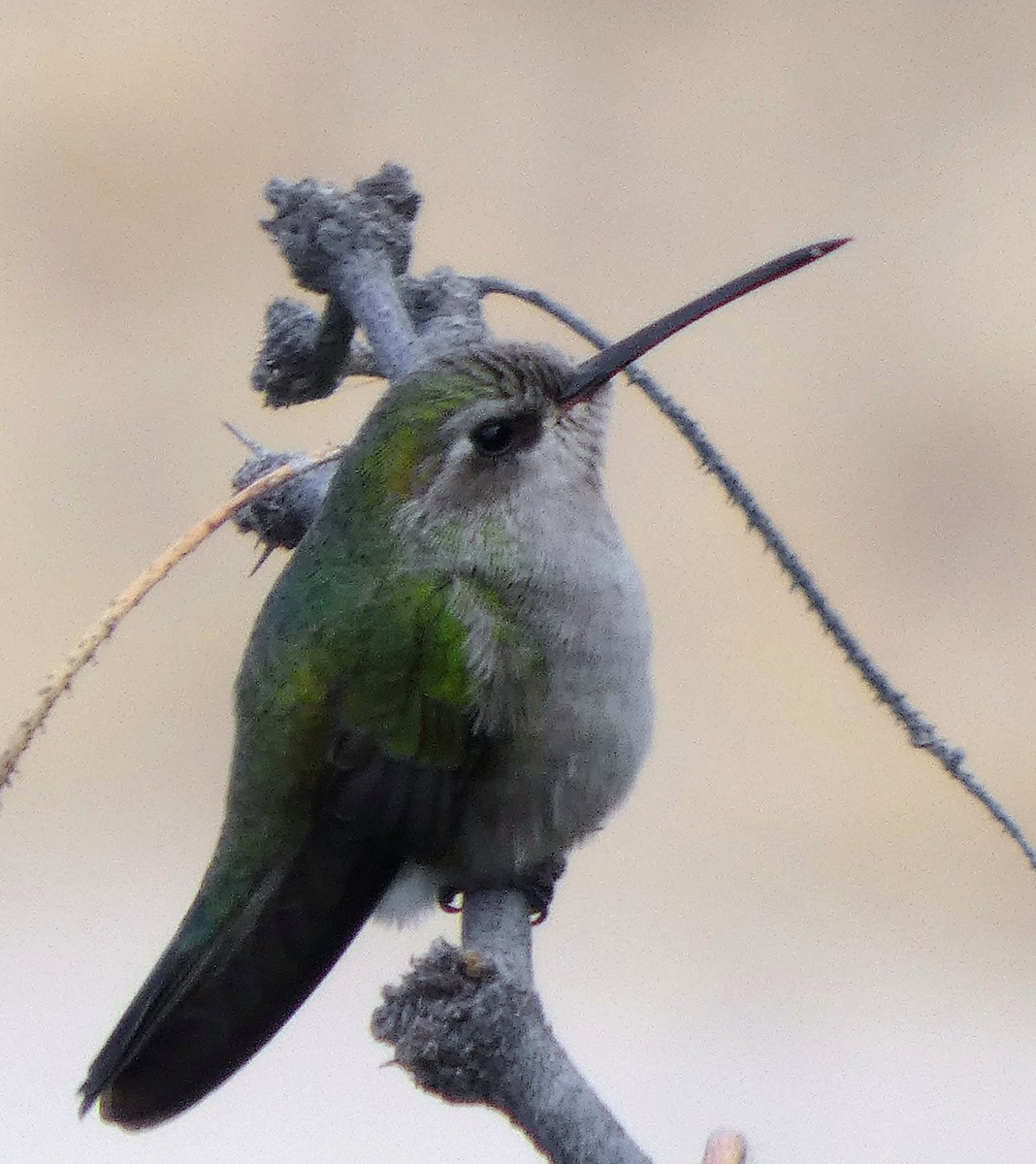 Broad-billed Hummingbird - ML645977454