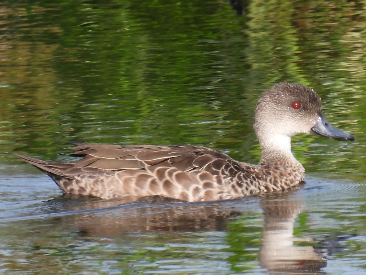 Gray Teal - ML645977455