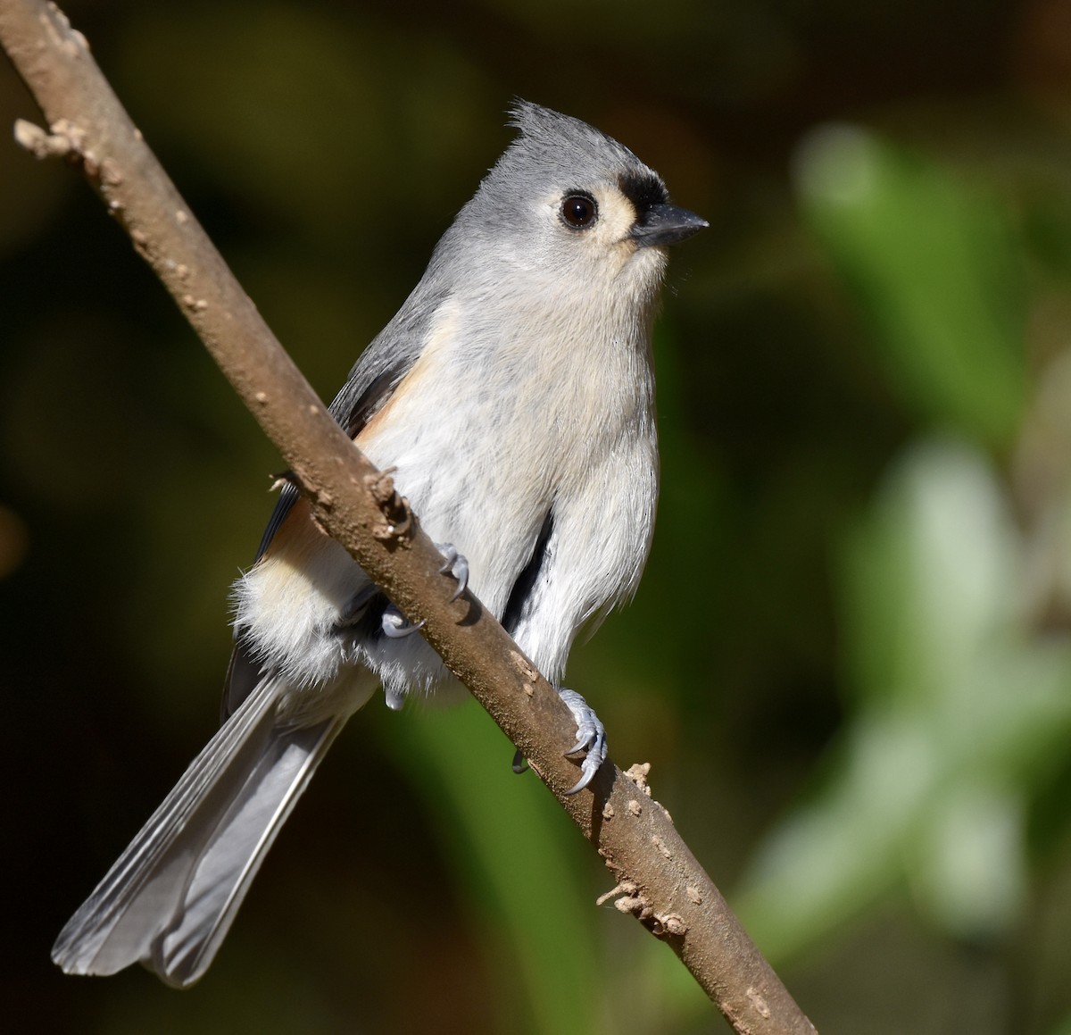 Tufted Titmouse - ML645977456