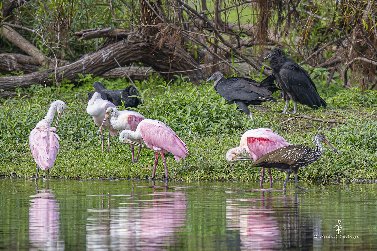Roseate Spoonbill - ML645977457