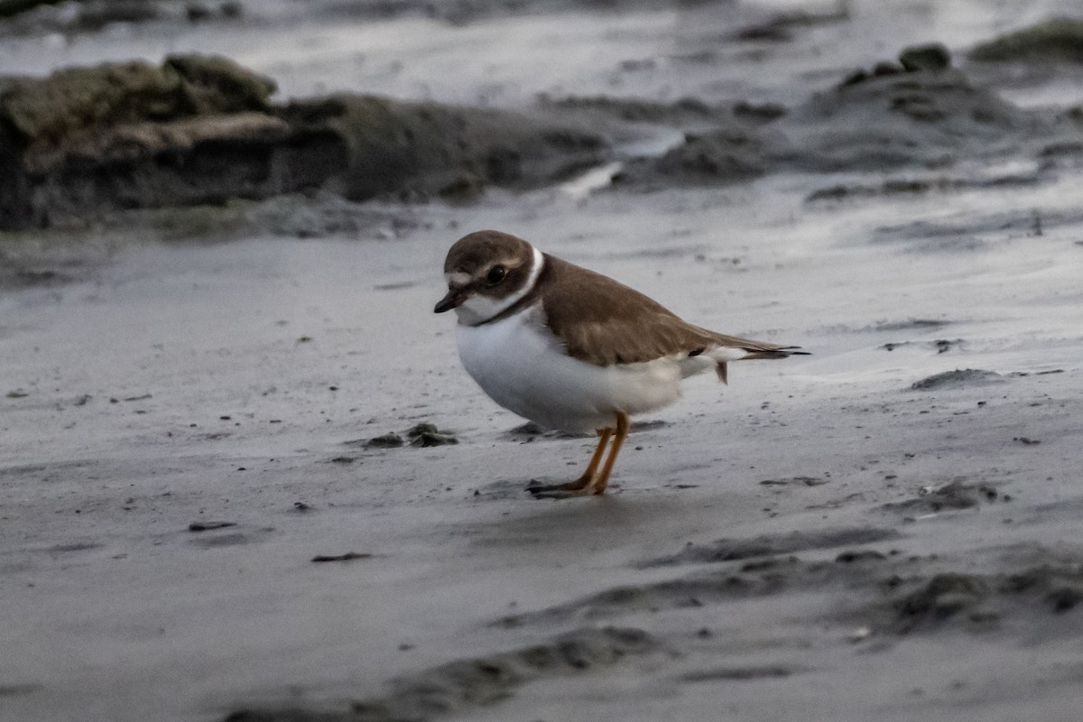 Semipalmated Plover - ML645977458