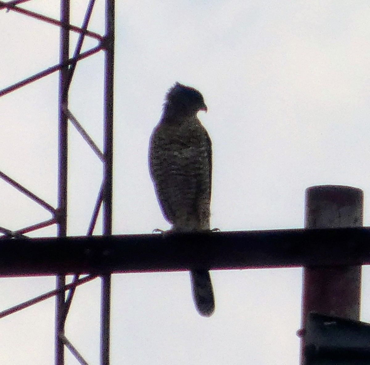 Cooper's Hawk - ML645977459