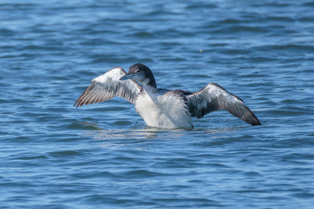 Common Loon - ML645977460