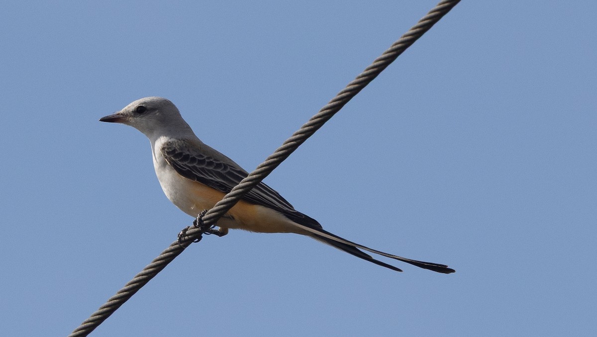 Scissor-tailed Flycatcher - ML645977461
