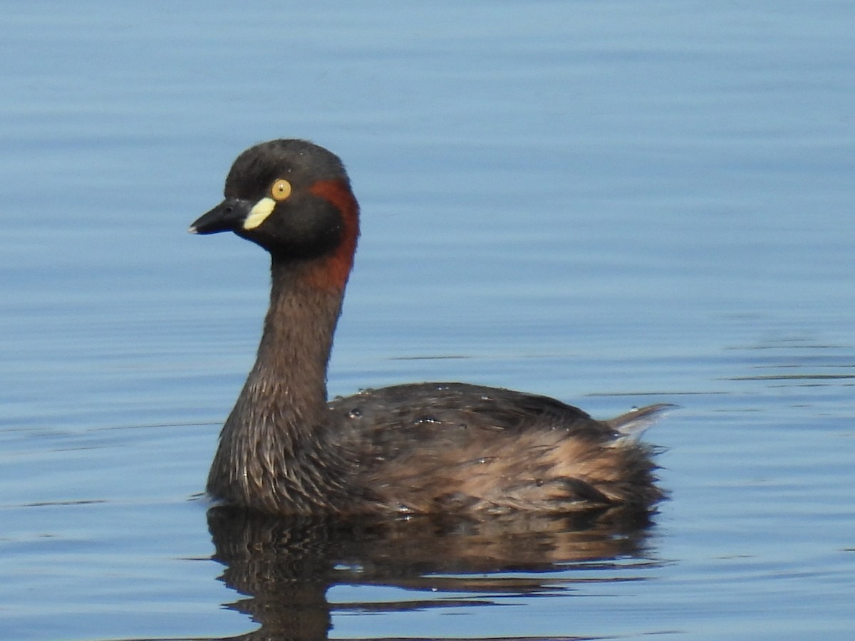 Australasian Grebe - ML645977464