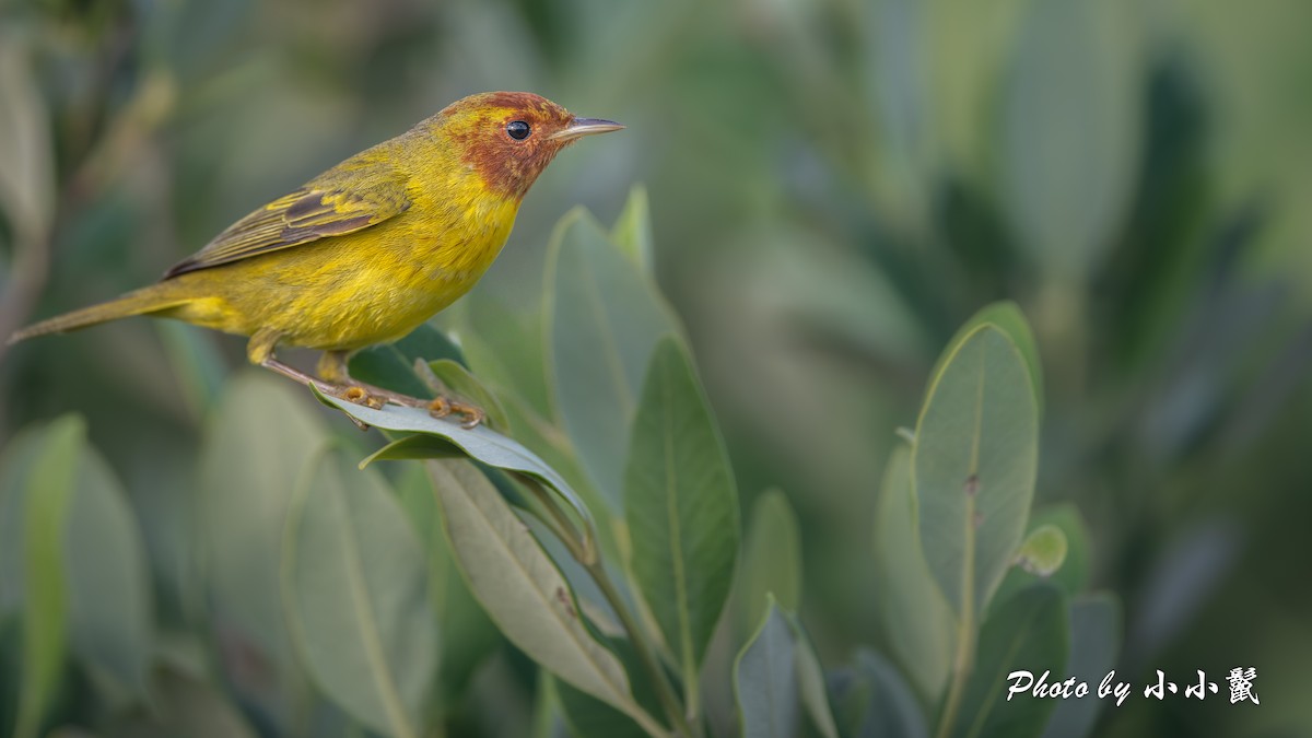 Mangrove Yellow Warbler (Mexican) - ML645977465