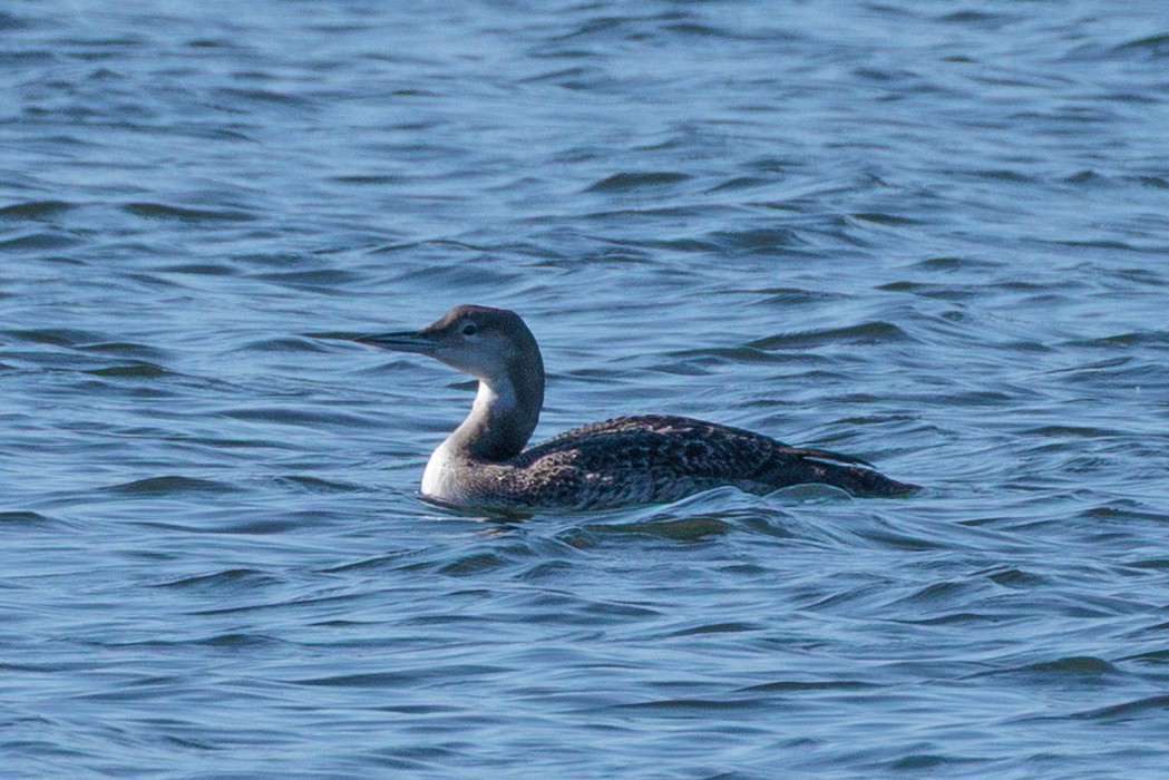 Common Loon - ML645977466