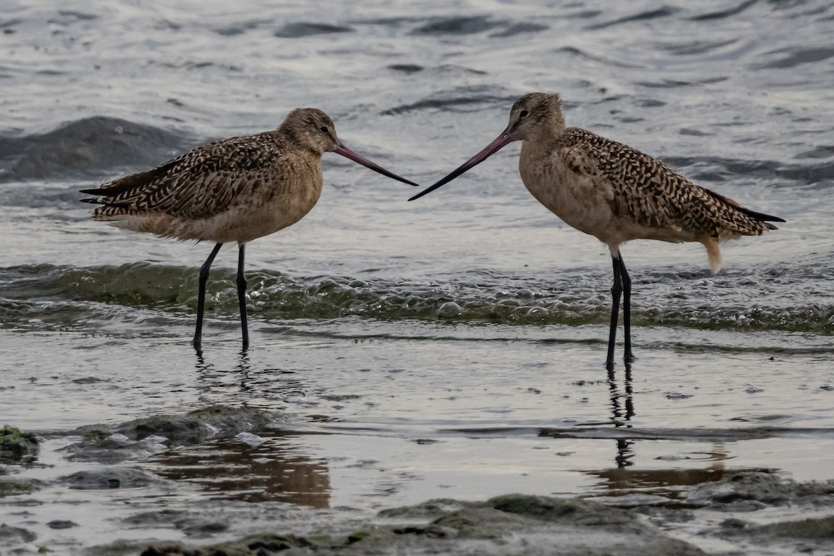 Marbled Godwit - ML645977478