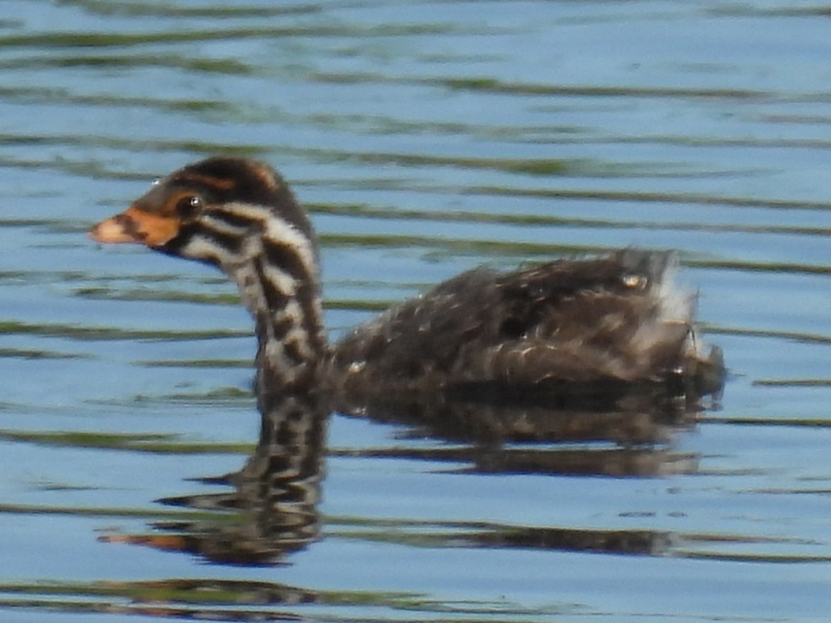 Australasian Grebe - ML645977479