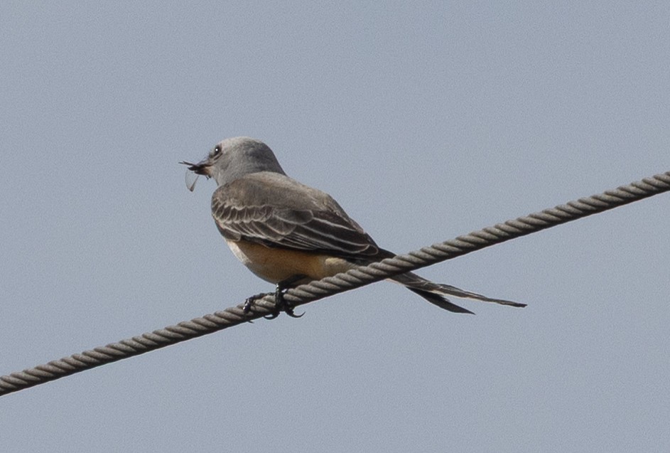 Scissor-tailed Flycatcher - ML645977481
