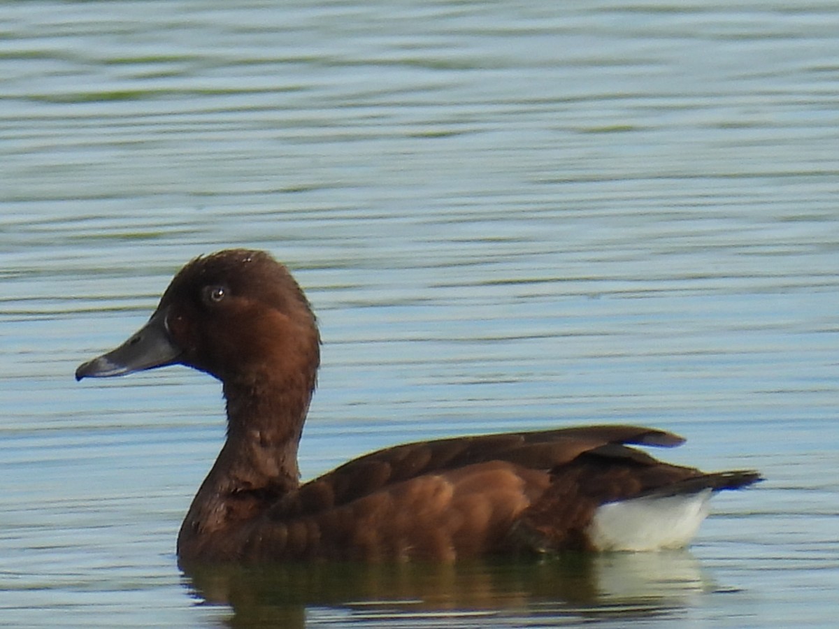 Hardhead - ML645977482