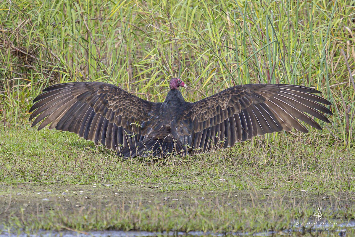 Aura Gallipavo - ML645977487