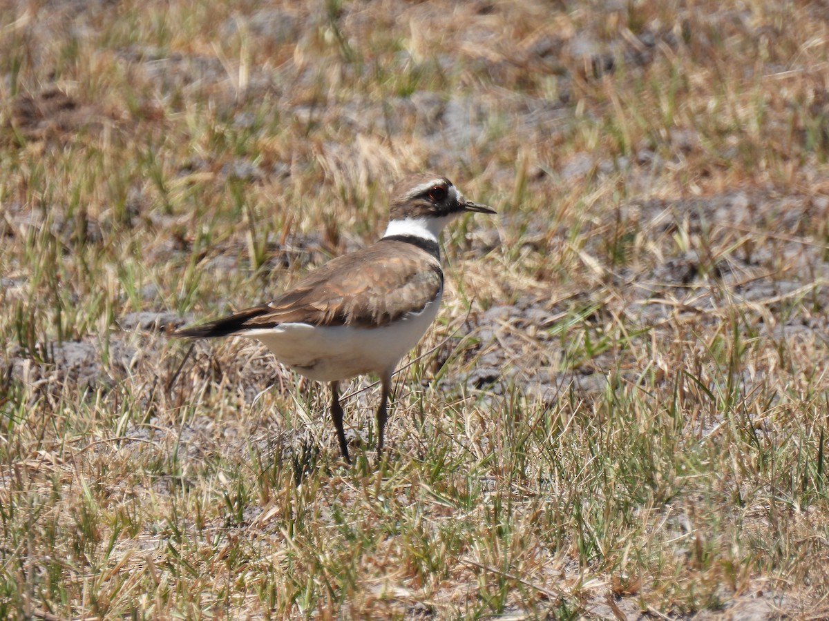 Killdeer - ML645977488
