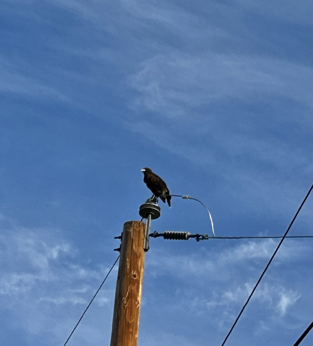Harris's Hawk - ML645977490