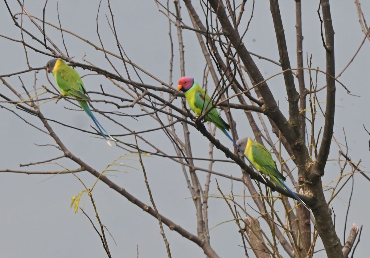 Erik Başlı Yeşil Papağan - ML645977492