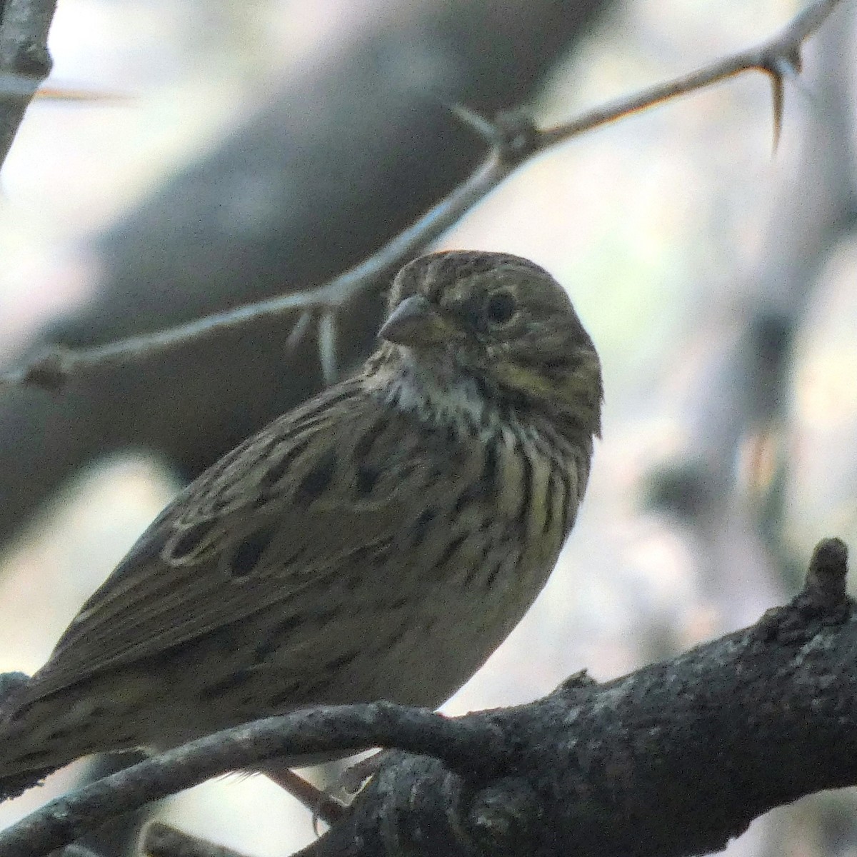 Lincoln Serçesi - ML645977496