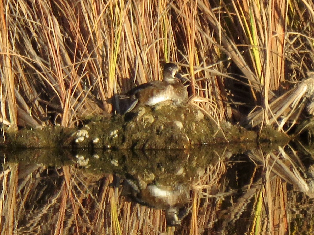 Halkalı Patka - ML645977500