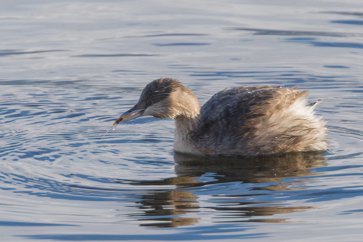 Hoary-headed Grebe - ML645977501