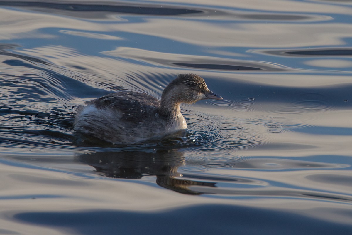 Kır Saçlı Batağan - ML645977502