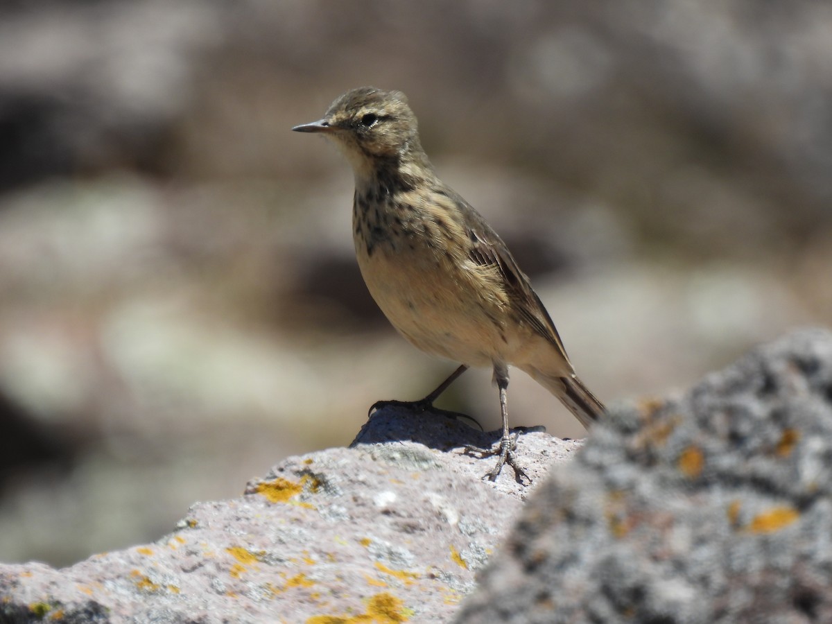 Amerika İncirkuşu - ML645977503