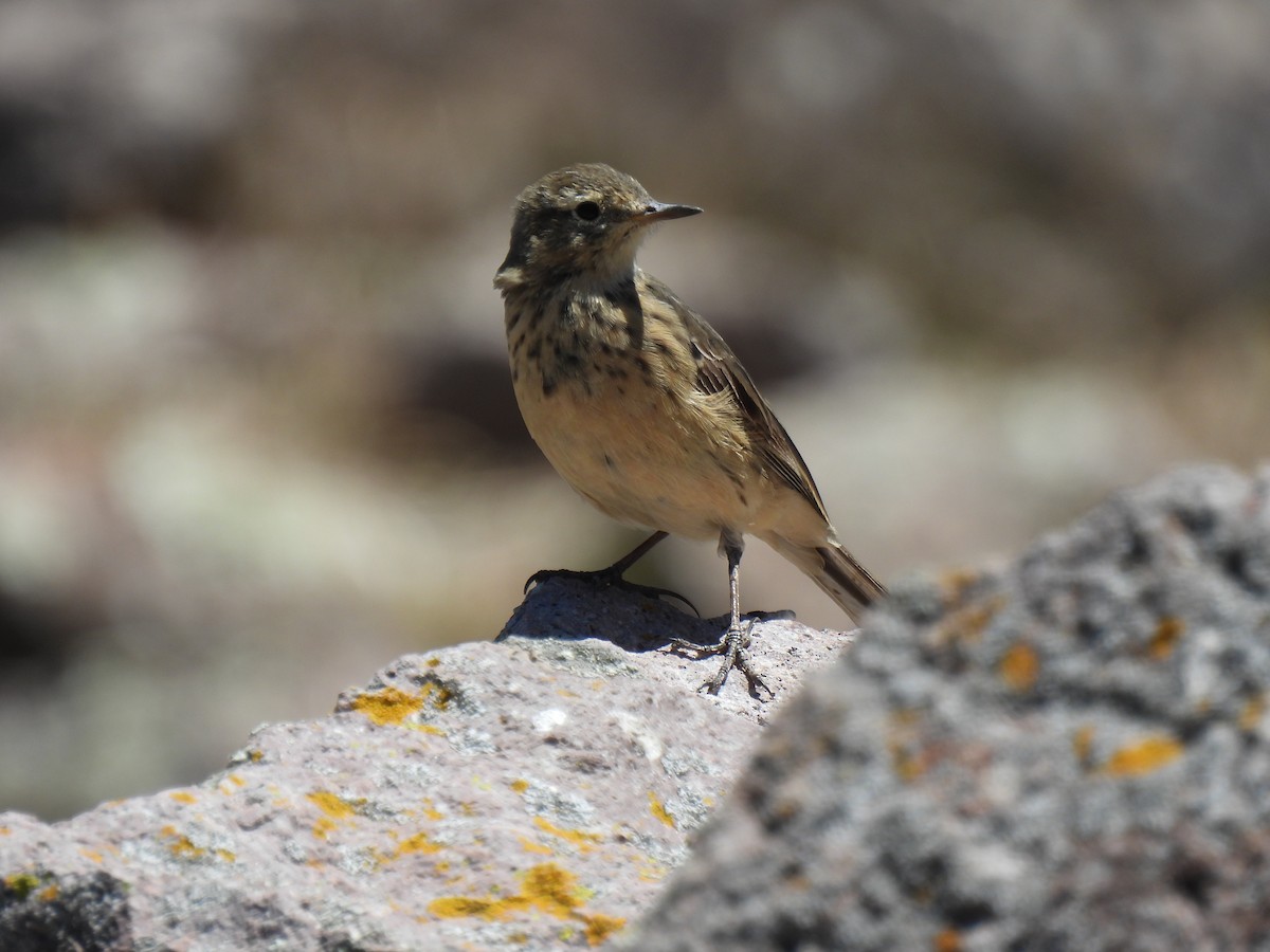 Amerika İncirkuşu - ML645977504