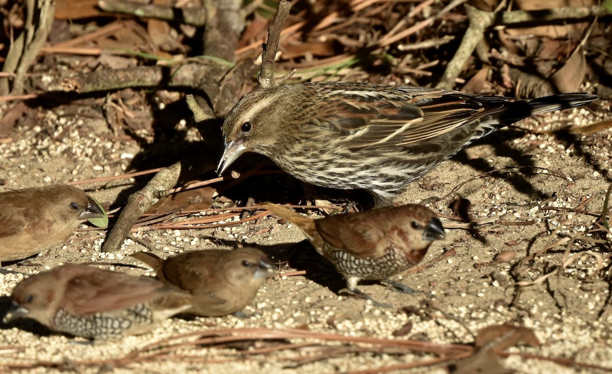 Al Kanatlı Karatavuk - ML645977505