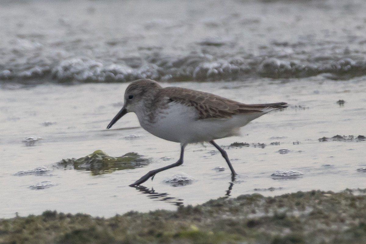 Alaska Kumkuşu - ML645977506