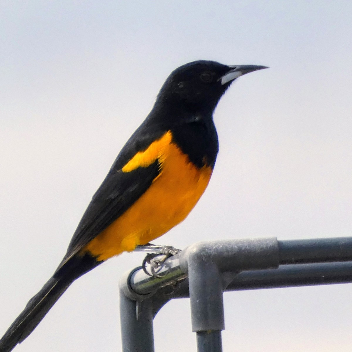 Kara Sokumlu Turpiyal - ML645977507