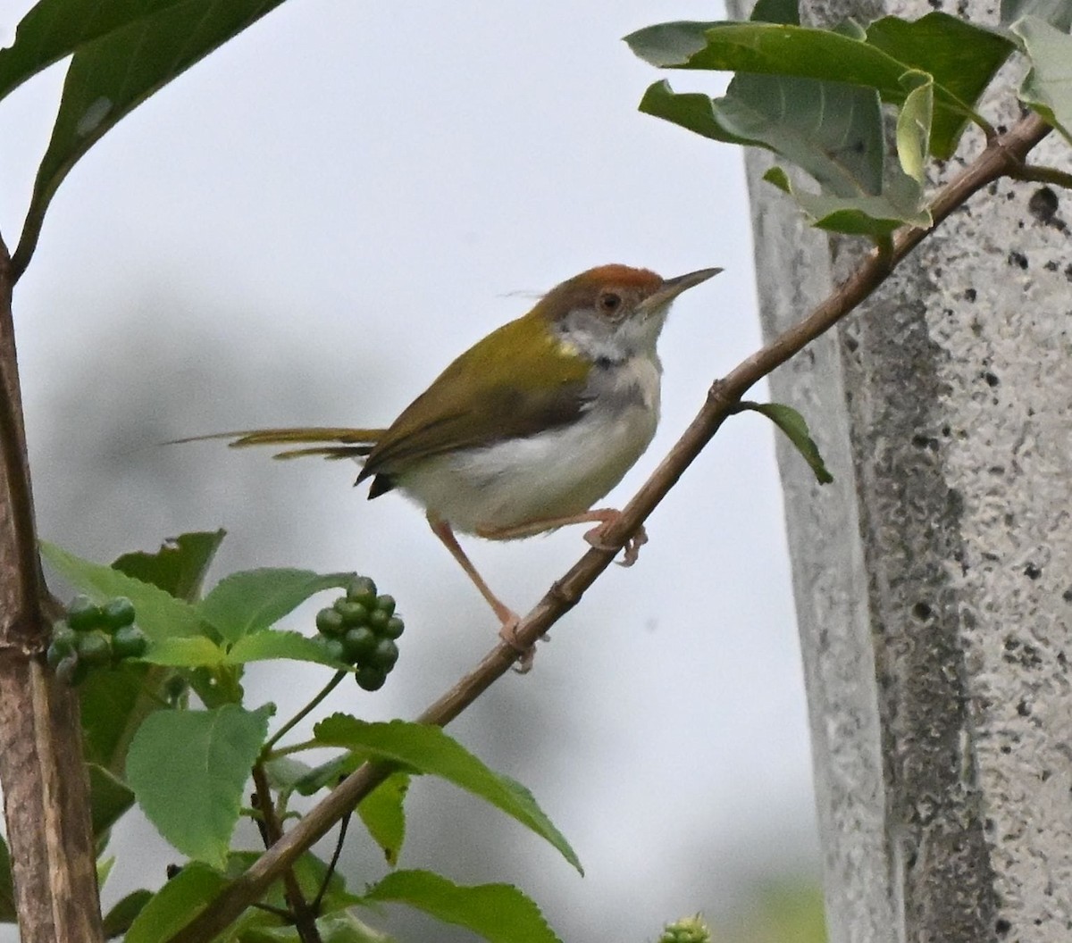 Terzikuşu - ML645977508