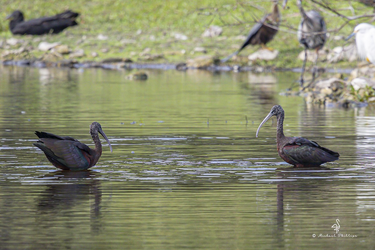 Çeltikçi - ML645977509