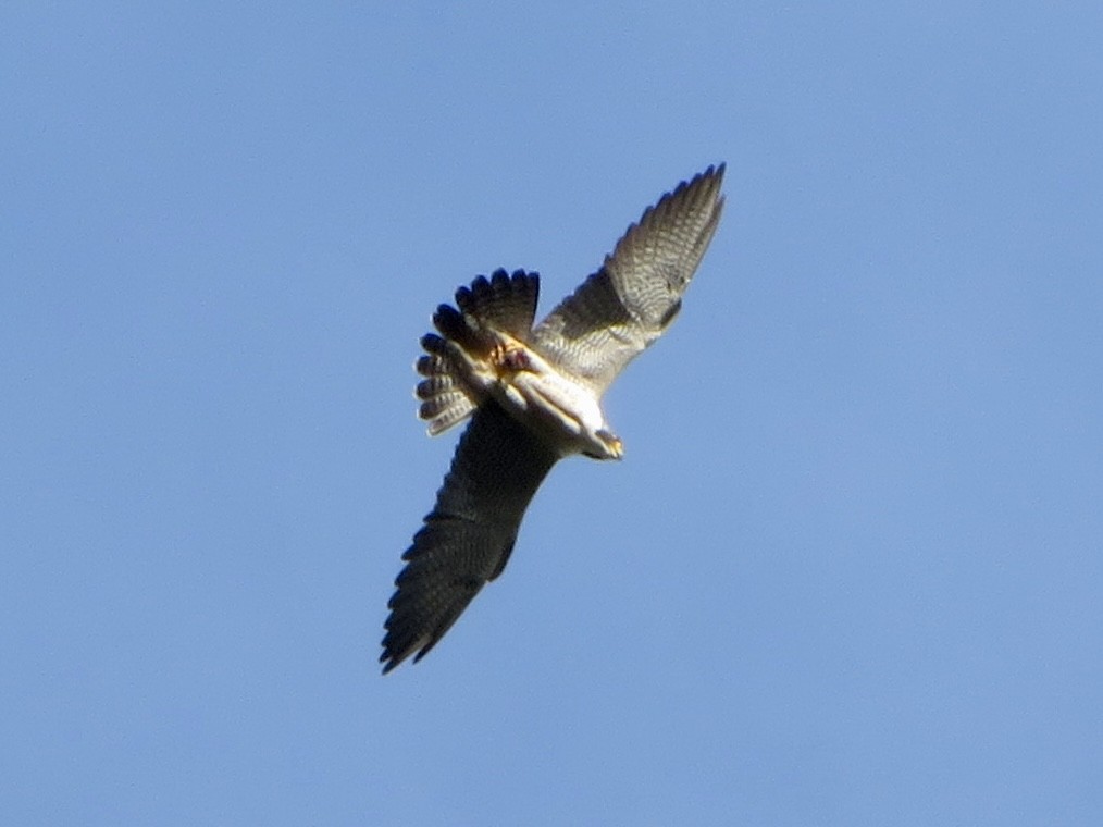 Gökdoğan - ML645977510