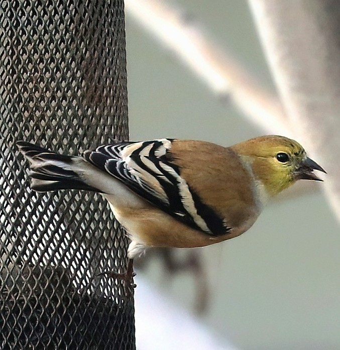 Altın İskete - ML645977511