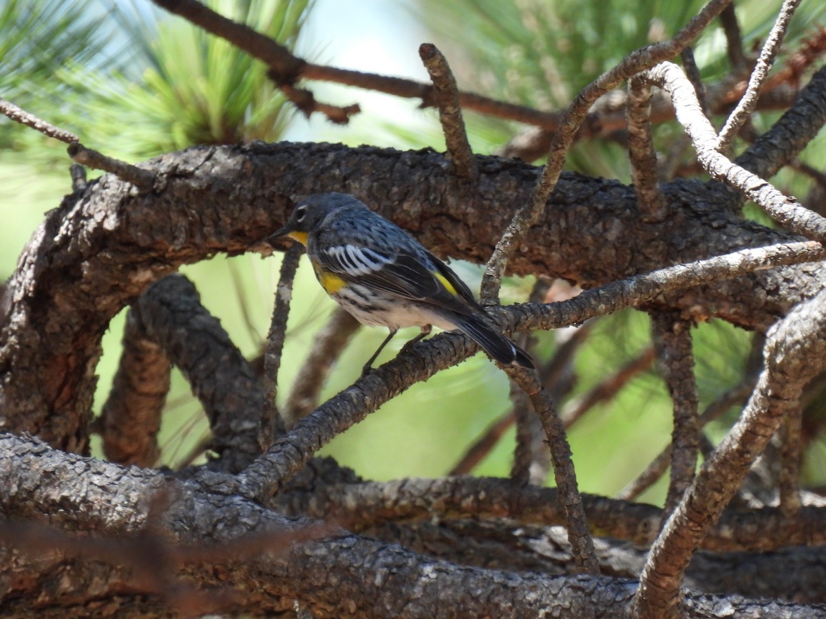 Taçlı Ötleğen - ML645977512